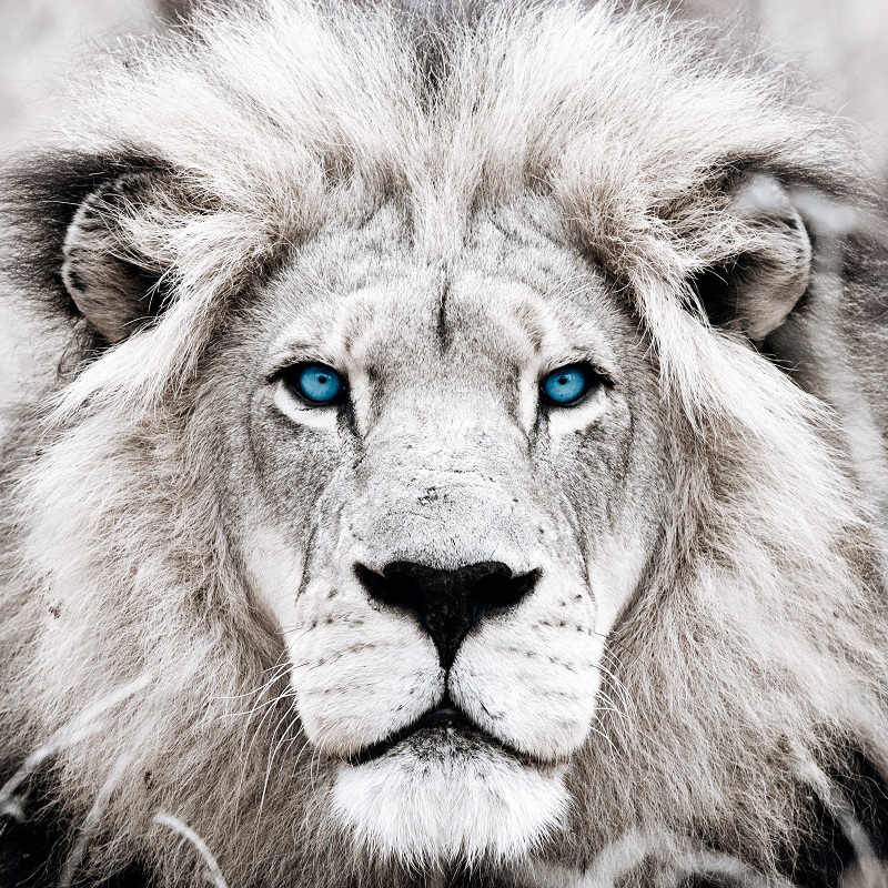 Colleon – Stärke und Integrität